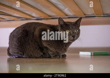 Verängstigte blaue, burmesische Katze versteckt sich unter dem Bett Stockfoto