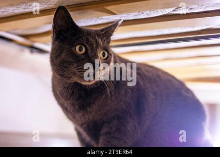 Verängstigte blaue, burmesische Katze versteckt sich unter dem Bett Stockfoto