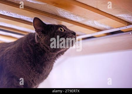 Verängstigte blaue, burmesische Katze versteckt sich unter dem Bett Stockfoto