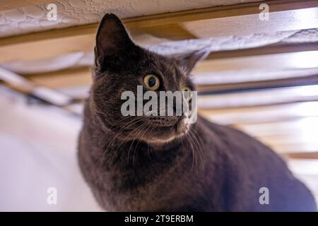 Blaue amerikanische burmesische Katze versteckt sich unter dem Bett Stockfoto