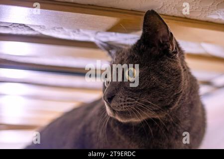 Blaue amerikanische burmesische Katze versteckt sich unter dem Bett Stockfoto