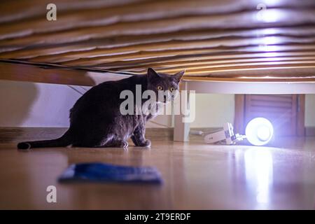 Die verängstigte blaue Katze der amerikanisch-burmesischen Rasse versteckt sich unter dem Bett in der Nähe einer glühenden Glühbirne Stockfoto