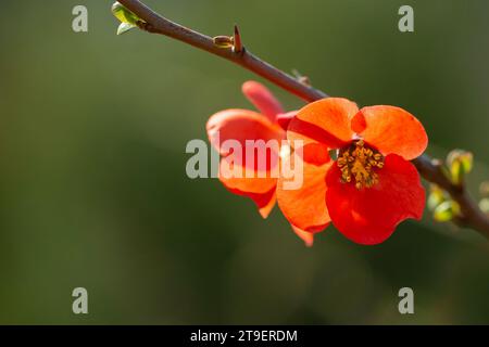 Rote Blüten von Chaenomeles x Superba Granate auf einem Zweig im Garten, selektiver Fokus. Schöner Frühling-Sommer-Hintergrund mit roten Blumen. Stockfoto