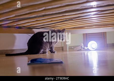 Die verängstigte blaue Katze der amerikanisch-burmesischen Rasse versteckt sich unter dem Bett in der Nähe einer glühenden Glühbirne Stockfoto