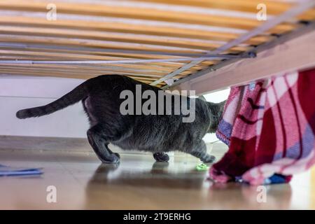 Die verängstigte blaue Katze der amerikanisch-burmesischen Rasse versteckt sich unter dem Bett in der Nähe einer glühenden Glühbirne Stockfoto