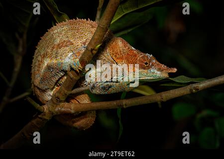 Chamäleon in der Nacht, Calumma crypticum, allgemein bekannt als das kryptische Chamäleon oder blaubeiniges Chamäleon, eine Art von Chamäleon, die im östlichen Mad gefunden wurde Stockfoto