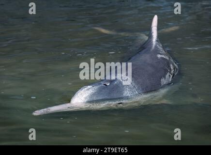 Australischer Buckeldelfin - Sousa sahulensis, kommt zwischen Nord-Australien und Süd-Neuguinea vor, ein scheues Säugetier ähnlich wie Fische in der flachen Wa Stockfoto