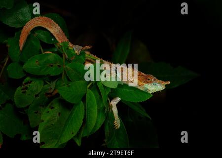 Chamäleon in der Nacht, Calumma crypticum, allgemein bekannt als das kryptische Chamäleon oder blaubeiniges Chamäleon, eine Art von Chamäleon, die im östlichen Mad gefunden wurde Stockfoto