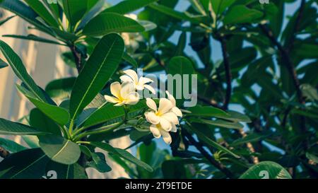 Nahaufnahme der rosa Plumeria, die auf dem Wasser schwimmt, Nahaufnahme der weißen Plumeria, die auf einem Baum blüht, Cropped Hand hält Plumeria, Nahaufnahme der blühenden Blumen, Clo Stockfoto
