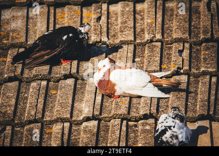 Tauben auf einem Dach an einem sonnigen Herbsttag, bedrohte österreichische Rassen: Waldviertler Kröpfer & Ganselkröpfer Stockfoto