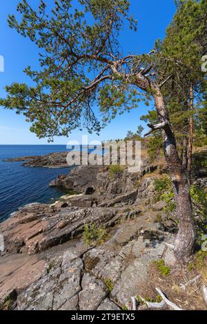 Valaam Island, felsige Küste und Pinien wachsen darauf Stockfoto