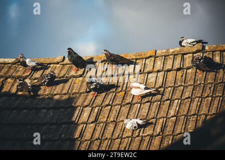Tauben auf einem Dach an einem sonnigen Herbsttag, bedrohte österreichische Rassen: Waldviertler Kröpfer & Ganselkröpfer Stockfoto