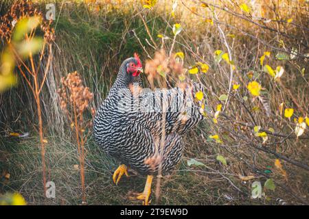 Amrock-Henne Stockfoto