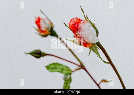Und dann kam der Winter. Die Rosenknospen werden vom frischen Schnee eingehüllt. Eisenärzt Bayern Deutschland *** und dann Winter kam die Rosenknospen sind mit Neuschnee bedeckt Eisenärzt Bayern Deutschland Copyright: XRolfxPossx Credit: Imago/Alamy Live News Stockfoto