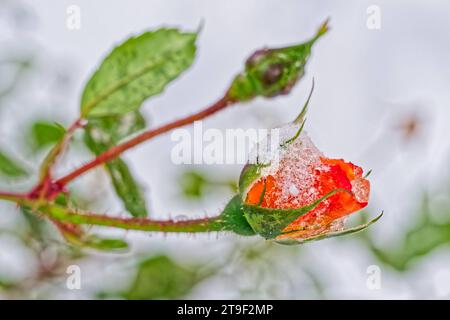 Und dann kam der Winter. Die Rosenknospen werden vom frischen Schnee eingehüllt. Eisenärzt Bayern Deutschland *** und dann Winter kam die Rosenknospen sind mit Neuschnee bedeckt Eisenärzt Bayern Deutschland Copyright: XRolfxPossx Credit: Imago/Alamy Live News Stockfoto