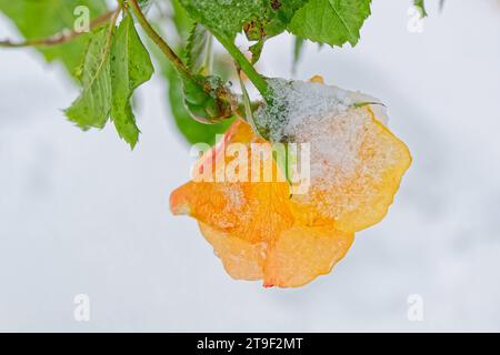 Und dann kam der Winter. Die Rosenknospen werden vom frischen Schnee eingehüllt. Eisenärzt Bayern Deutschland *** und dann Winter kam die Rosenknospen sind mit Neuschnee bedeckt Eisenärzt Bayern Deutschland Copyright: XRolfxPossx Credit: Imago/Alamy Live News Stockfoto