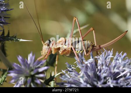 barbitistes Grashüpfer auf einer Glockendistel Stockfoto