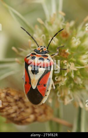 Natürliche vertikale Nahaufnahme der bunten Schildkäfer Eurydema ornata auf dem grünen Blatt Stockfoto