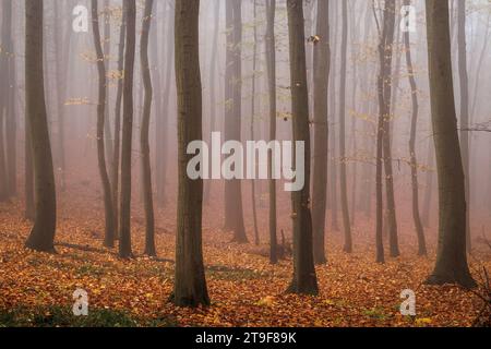 Buchen im Nebel. Herbstwald. Morgenwetter in nebeligen Wäldern zur Herbstsaison Stockfoto