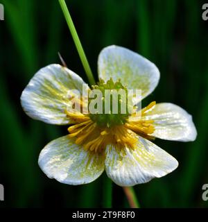 Eine einzelne Blüte des Flusshauses, Ranunkulus fluitans, vor einem dunklen natürlichen Hintergrund Stockfoto