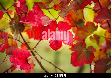 Herbstrotes Laub im Weinberg. Nahaufnahme natürlicher Hintergrund des Weinbaublattes. Herbstsaison Stockfoto