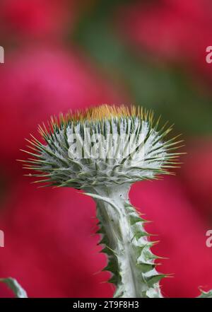 Einzelne Onopordum oder Baumwolldistel, vor einem weichen roten natürlichen Hintergrund Stockfoto