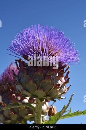 Einzelnes Kardoon, Artischockenblüte oder Artischockendistel, vor einem hellblauen Himmel Stockfoto