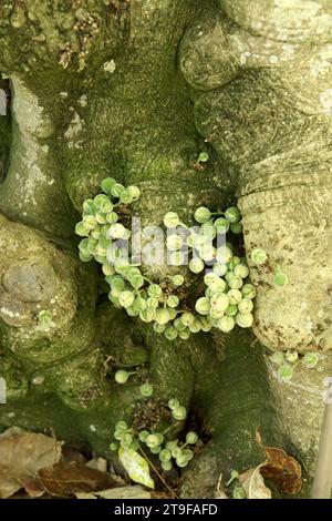 Ficus Aspera "Parcellii" Stockfoto