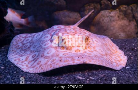 Frontale Nahaufnahme des Flusses Stachelrochen „ALBINO PEARL“ (Potamotrygon jabuti) Stockfoto