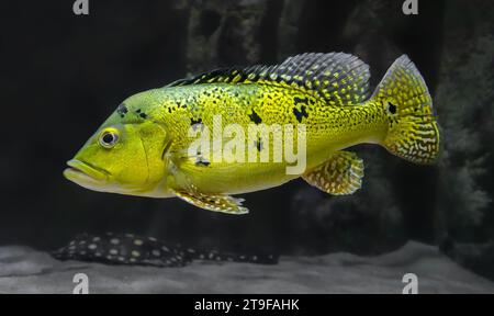 Nahaufnahme eines Pfauenbarsches (Cichla sp.) Stockfoto