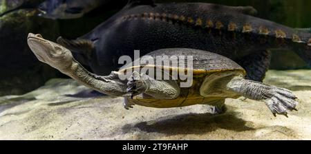 Nahaufnahme einer tauchenden Nördlichen Schlangenhalsschildkröte (Chelodina oblonga) Stockfoto