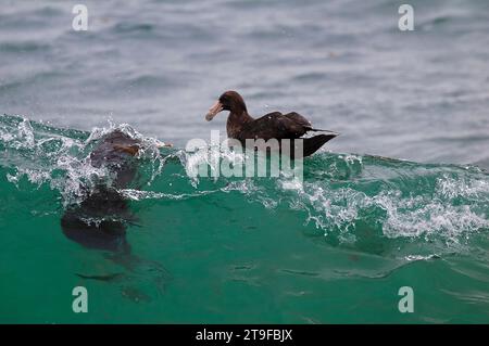 Riesensturmvogel, Halbinsel Valdes, UNESCO-Weltkulturerbe, Provinz Chubut, Patagonien, Argentinien. Stockfoto