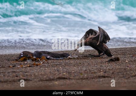 Riesensturmvogel, Halbinsel Valdes, UNESCO-Weltkulturerbe, Provinz Chubut, Patagonien, Argentinien. Stockfoto