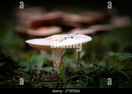 Poison Pie Pilze, eine Art Bittergiftkuchen, die durch die Blattform eines Waldbodens in der französischen Dordogne wächst Stockfoto