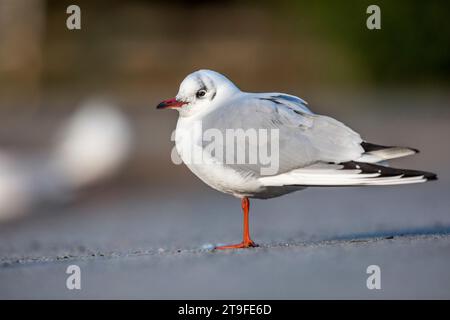 Schwarzkopfmöwe; Chroicocephalus ridibundus; Winter; Großbritannien Stockfoto