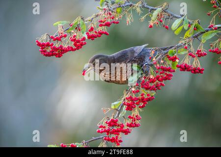 Blackbird; Turdus merula; weiblich; Eating Pyracantha Berry; UK Stockfoto