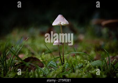 Petticoat-Mottlegill-Pilz, eine Art von Panaeolus, wächst durch die Blattform eines Waldbodens in der französischen Dordogne Stockfoto