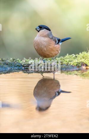 Bullfinch; Pyrrhula pyrrhula; weiblich; at Water; UK Stockfoto