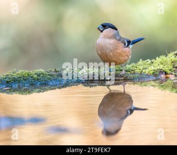 Bullfinch; Pyrrhula pyrrhula; weiblich; at Water; UK Stockfoto