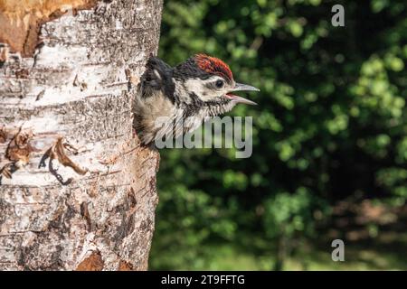 Großspecht; Dendrocopos Major; Young at Nest; UK Stockfoto