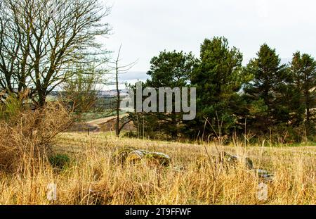 Dundee, Tayside, Schottland, Großbritannien. November 2023. Wetter in Großbritannien: Temperaturen erreichten 1°C aufgrund des kalten und frostigen Wetters. Die frühe Wintersonne mit kaltem, frostigem Wetter bietet wunderschöne Panoramablicke über die Sidlaw Hills und das Strathmore Valley im ländlichen Dundee. Quelle: Dundee Photographics/Alamy Live News Stockfoto