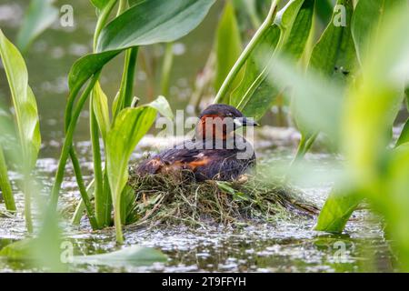 Zwergtaucher; Tachybaptus Ruficollis; auf Nest; UK Stockfoto