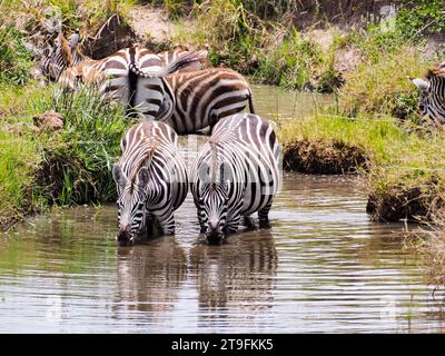 Trinkwasser aus einfachen Zebras am Bewässerungspunkt, Masai Mara National Park, Kenia, Afrika Stockfoto