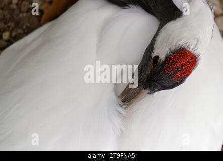 Rotkräne (Grus japonensis) Vorfedern – Nahaufnahme Stockfoto