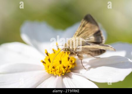 Schmetterling der Familie Hesperiidae (Skipper), der auf einer Blume landet Stockfoto