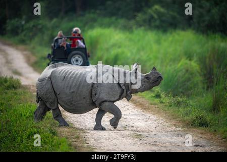 Erwachsene indische Nashörner überqueren einen Safaripfad im Kaziranga National Park, Assam, während Touristen im Hintergrund Fotos machen Stockfoto