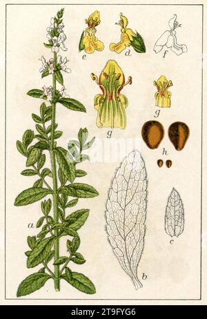 Hedgenessel Stachys officinalis, (Botanik Buch, 1903), Heilziest Stockfoto