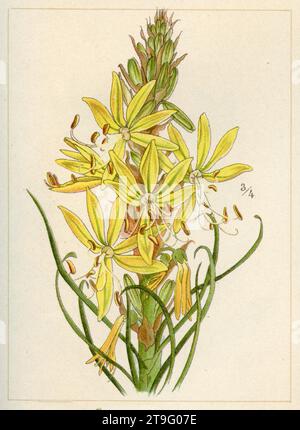 king's Spear Asphodeline lutea, (Gartenbuch, 1896), Gelber Affodil Stockfoto