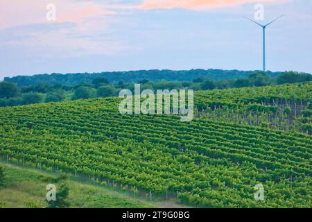 Eine Windkraftanlage steht weit am Horizont hinter Feldern mit grünen Weinbergen im Sommer Stockfoto