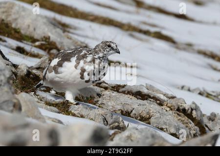 Felsenbarsch (Lagopus muta, Unterart helvetica) im frisch verschneiten Karwendelgebirge Stockfoto